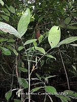 JF092 1152 Chamaedorea pinnatifrons.jpg