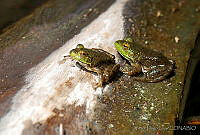 VHL0263 Lithobates catesbeianus.jpg