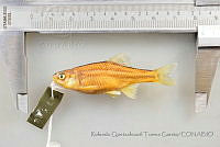 RQTG1185 Cyprinella formosa.jpg