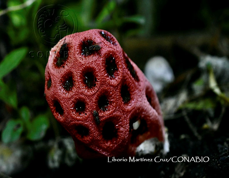 MN6PyH0127%20Clathrus%20crispus.jpg.4yfmyIr0MRkTMYljQA3g0JtbmFja29CbnFuZ3NAbXJ6LGtwZwA.w cBzRiiZU