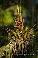 MASM07211 Bromeliaceae.jpg
