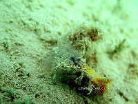 NE018 0917 Clavelina.jpg