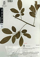 YPH0199 Annona squamosa.jpg
