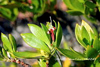 JF078 0357 Ernodea littoralis.jpg