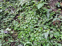 JF092 1253 Achimenes candida.jpg