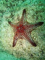 ISA091 Pentaceraster cumingi.jpg