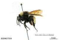ME006 Abejas 0083 Bombus  trinominatus Dalla Torre, 1890.jpg