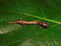 JLALyEPA0015 Pseudoeurycea nigromaculata.jpg