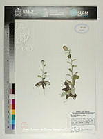 JAdNV0457 Gamochaeta purpurea.JPG