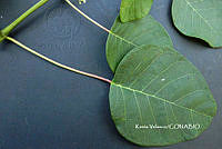 ME010 KV 02080 Euphorbia cotinifolia L., 1753_.JPG