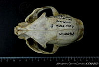 AAGC0072 Lynx rufus.jpg