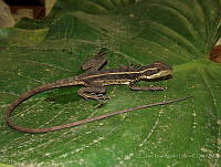 JLAL0014 Basiliscus vittatus.jpg
