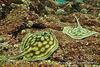 CNS1159 Urobatis concentricus.tif