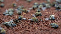 OMTR05 Apis mellifera.jpg