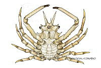 NE018 1247 Stenocionops_coelatus_V_Macho.jpg