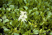 032 Eichhornia crassipes.jpg