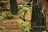 3R 01199 Odocoileus virginianus.jpg