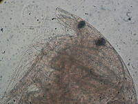 HE009 R 0165 Alona setulosa.jpg