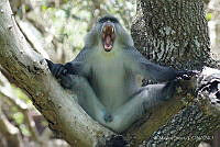 MS01 Cercopithecus mitis ssp. albogularis.jpg