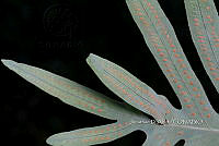 Zongo 0010 Phlebodium pseudoaureum.jpg