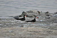 HJ6- 0223- Rynchops niger, Chlidonias niger.jpg