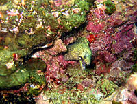 JCCC0092 Muraena lentiginosa.jpg