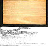 CMyFO 00013 Pinus ayacahuite.JPG