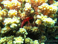 ISA025 Cirrhitichthys oxycephalus.jpg