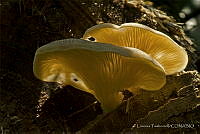 LT001 Pleurotus sp..jpg