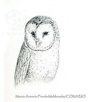 MAPM1212 Tyto alba.jpg