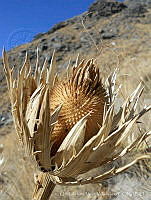 UAMV001 Eryngium proteaeflorum.jpg
