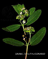 JF078 0380 Euphorbia hyssopifoli.jpg