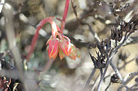 SL0695 Echeveria subalpina.jpg