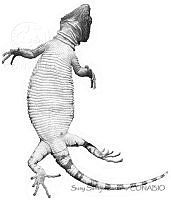 SSS0003 Xenosaurus phalaroanthereon.JPG