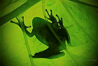 CARC03 Hylidae.jpg