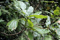 GFF0013 Quercus lancifolia.JPG