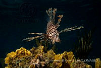 HBB002 Pterois volitans.jpg