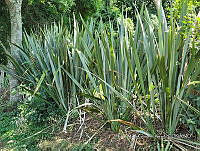 SG019 0080 Phormium tenax.jpg