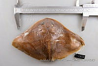 RQTG1363 Gymnura marmorata.jpg