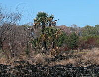 CONANP GR006 0002 Sabancuy Carmen, Campeche.jpg