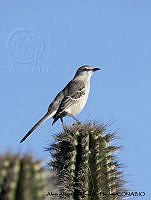 AAKVDH 0677 Mimus polyglottos.JPG