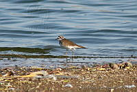 LFLR0030 Charadrius vociferus.jpg