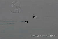 PRB0376 Fulica americana.jpg