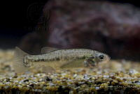 IMDOC2362 Xenotoca melanosoma.jpg