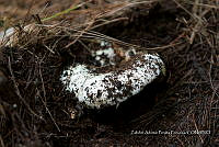 ZAPF 0815 Russula delica.jpg