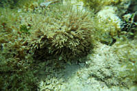 BDP0138 Galaxaura oblongata.jpg