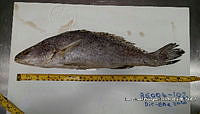 RE006 0035 Totoaba.tif