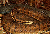 EGP0407 Cerrophidion tzotzilorum.jpg