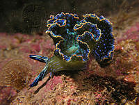 32. Babosa Marina (Elysia diomedea)_Alicia Hermosillo González.jpg