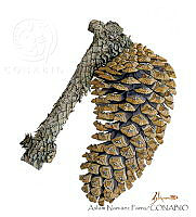 ANP0273 Pinus montezumae.jpg